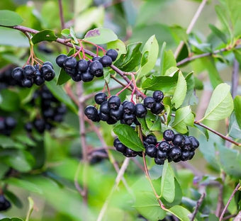 100 Black Chokeberry Seeds – Aronia Melanocarpa – Grow Your Own Antioxidant-Rich Superfood Berry Tree – Hardy, Fast-Growing, Ideal for Garden or Container Planting