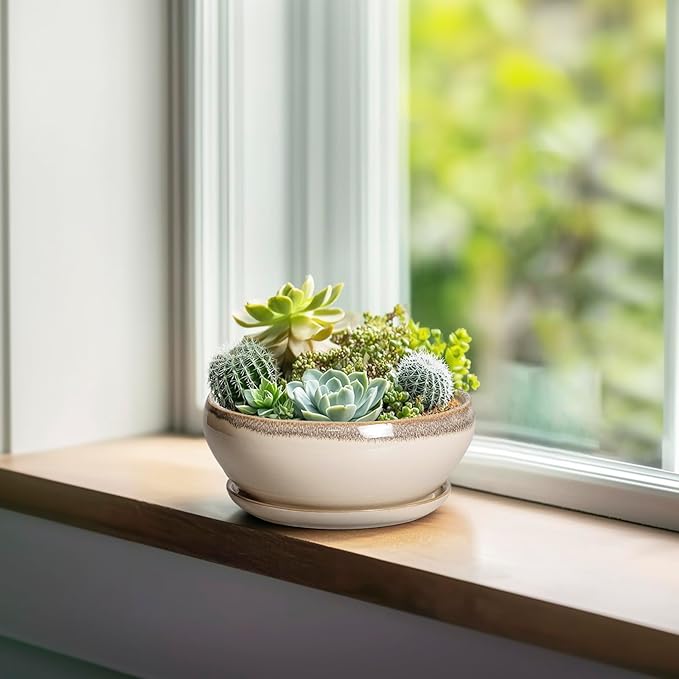 SQOWL Small Bonsai Pots - 6 Inch Ceramic Plant Pots for Succulents, Shallow Planter with Drainage Hole and Saucer, Round Planters for Indoor Outdoor Cactus Plants, House Decor, Birthday Gifts, Beige