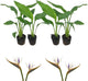 Live White Birds of Paradise Plant - 'White Birds of Paradise' Strelitzia nicolai - ragnaroc Tropical Plant 6-10” Tall - 4ct - Live Arrival Guaranteed - House Plants for Home Decor & Gift