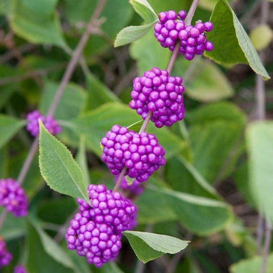 American Beauty Berry Shrub/Bush - Quart Pot - 6-12" Tall Live Plant