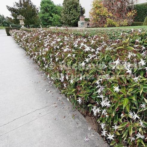 Live Angel Wing Jasmine (Jasminum Nitidum) Plants - Fragrant, White Blooming Evergreen Shrub for Any Garden (4 jas Angel Bags)