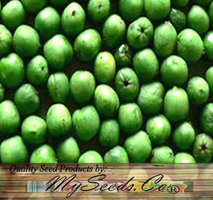 Actinidia arguta (Bower Actinidia, Hardy Kiwi, Kiwi Berry, Tara Vine) Fruit Seeds, Fruit with Sweet and Slightly Tart Flavor, Seeds by MySeeds.Co, You Choose The Amount (Trial Packet Size)
