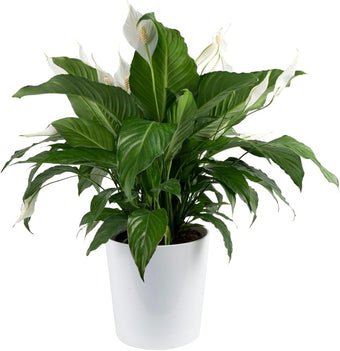 Costa Farms Peace Lily Live Plant in Decorative Pot, Air Purifying Flowering Large Indoor Houseplant, Perfect for Home, Room, or Office Decor, Great House Warming or Birthday Gift, 2-3 Feet Tall
