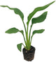 Live Orange Birds of Paradise Plant - ‘Orange Birds of Paradise’ Strelitzia Reginae - ragnaroc Tropical Plant 6-10” Tall - 1ct - Live Arrival Guaranteed - House Plants for Home Decor & Gift