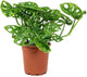 American Plant Exchange Monstera Adansonii 6-Inch – Live Swiss Cheese Vine Plant, Easy-Care Trailing Houseplant, Low-Maintenance Air-Purifying Greenery for Home, Office & Garden Décor