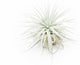 Small Tectorum Ecuador Air Plant - Live Tillandsia Succulent House Plants - Available in Wholesale and Bulk - Home and Garden Decor - Easy Care Indoor and Outdoor Plants (Small-1 PC)