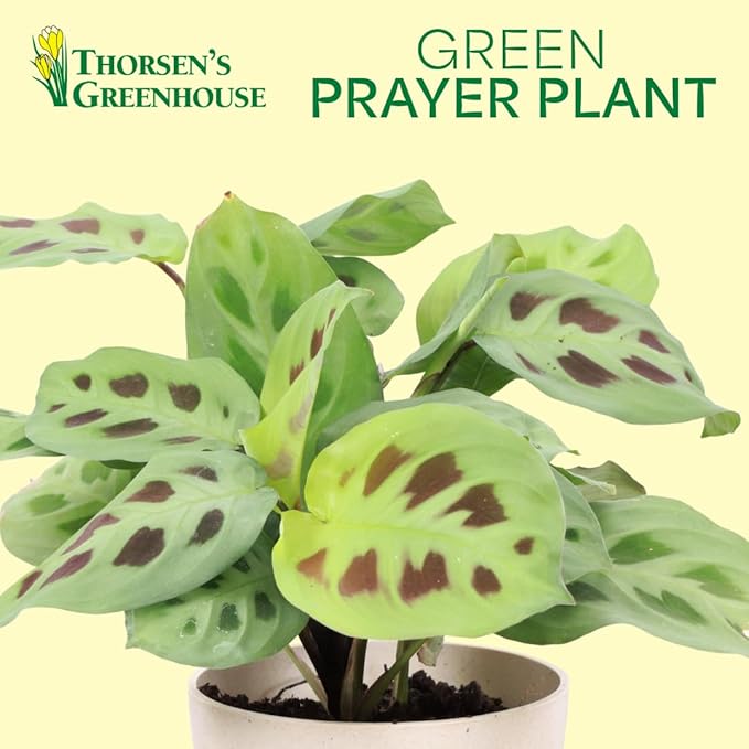 Thorsen's Greenhouse Green Prayer Plant, Live Indoor Plant, Pet Friendly, Uncommon Houseplant, Green Maranta, Easy to Grow, 4" Diameter Pot (Sage)