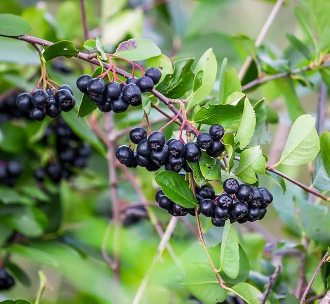 Black Chokeberry Live Plants – Aronia melanocarpa – 1 Year Old Seedlings - Grow Your Own Antioxidant-Rich Superfood Berry Tree – Hardy, Fast-Growing, Ideal for Garden or Container Planting (10 Plants)