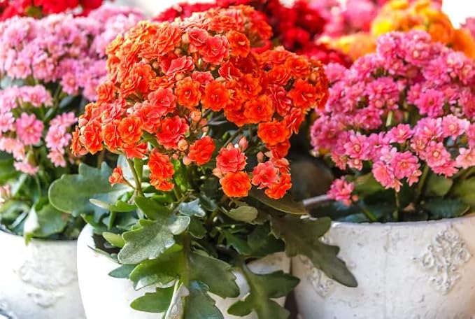 Gardenera Kalanchoe Plant Premium Potting Mix - 20 Quart - Optimize Growth with Natural Ingredients (4 Bags of 5 Quartz)