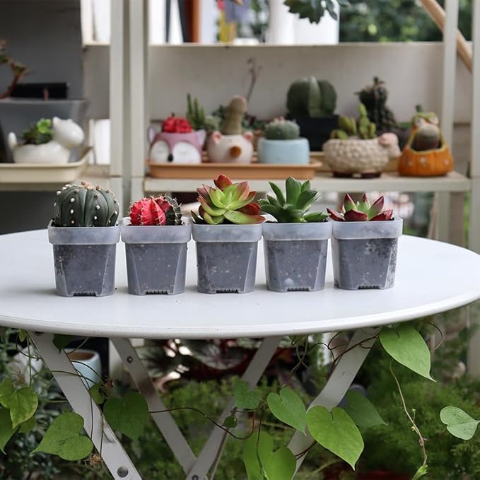 BangQiao 100 Pack 2.55 Inch Small Clear Plastic Square Nursery and Seedling Pot with Drain Hole for Germination, Cactus, Herb, Succulent