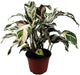 BubbleBlooms Calathea Stella in a 4 inch Pot Rare Variegated Prayer Plant, Cathedral Plant, Green and White