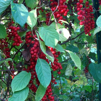 Palm Beach Medicinal Herbs - Schisandra (Schisandra chinensis) - Packet of 20 Seeds