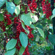 Palm Beach Medicinal Herbs - Schisandra (Schisandra chinensis) - Packet of 20 Seeds