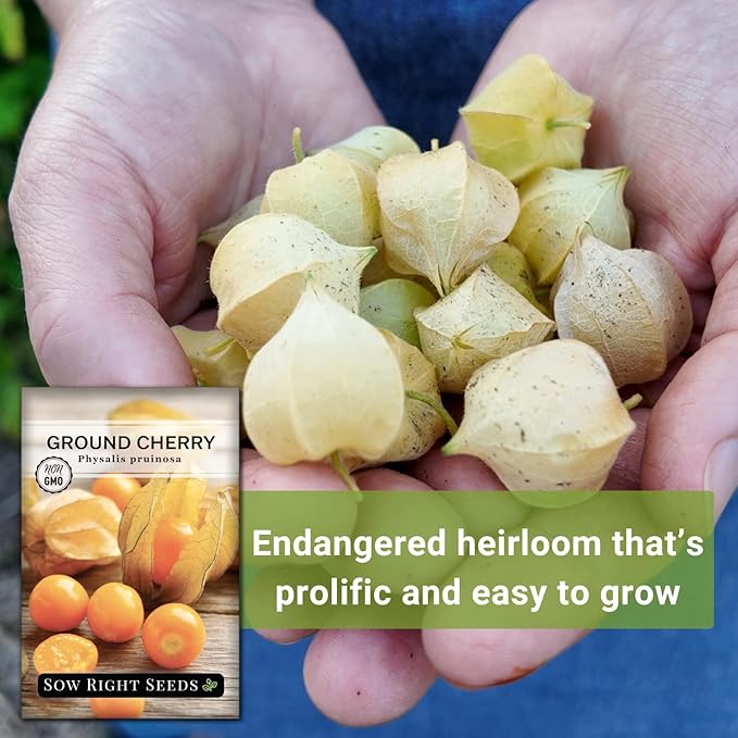 Sow Right Seeds - Ground Cherries Seeds for Planting - Non-GMO Heirloom Packet with Instructions to Plant an Outdoor Home Vegetable Garden - Mexican Husk Tomato - Endangered Variety (3)