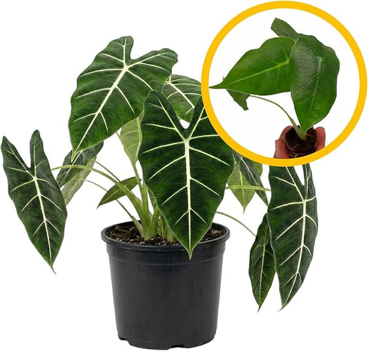 ragnaroc Alocasia Frydek ‘Velvet Elvis’ 2-4" (Alocasia micholitziana) 2ct – Live Plant for Indoor Outdoor Use, Garden & Landscaping – Live Arrival Guaranteed