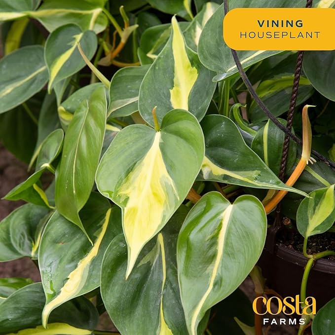 Costa Farms Philodendron Live Plant, Grower's Choice Indoor House Plant, Easy to Grow Vining Houseplant in Decorative Plant Pot, Climbing Trellis, Living Room Home or Office Decor, Birthday Gift