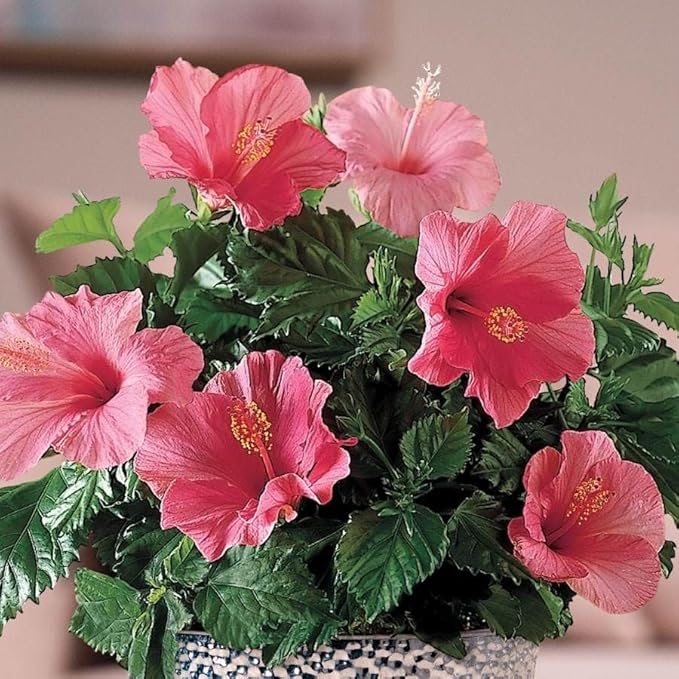 Pink Hibiscus. rosa-sinensis. Live Plant - Tropical Blooming Hibiscus, Pretty Flowers, Used in Tea and Juice (2 Pink Hibiscus Cups)