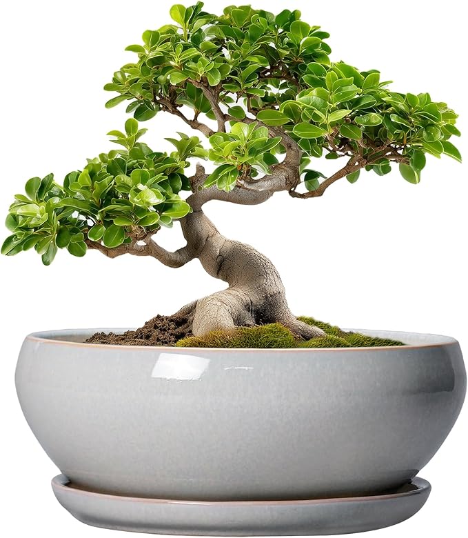 SQOWL Bonsai Pots - 10 Inch Ceramic Succulent Pots with Drainage Hole and Saucer, Large Shallow Indoor Planter, Bowl Round Planter Outdoor, Living Room Decor, Plant Lover Gifts, Gray