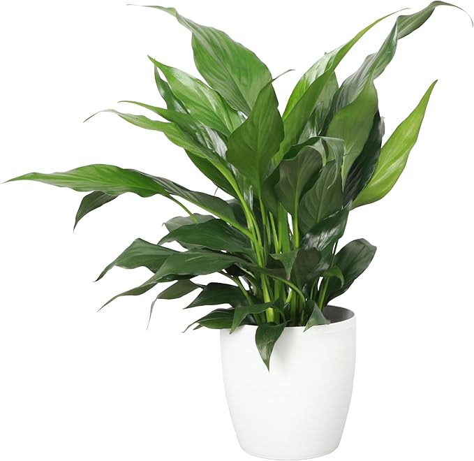 Thorsen's Greenhouse Live Peace Lily Plant, Spathyphylum, Low Light, Natural Air Purifier Live Indoor Plant, 4" Diameter Pot (White, 4-inch Pot)