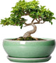 SQOWL Bonsai Planter - 8 Inch Ceramic Succulent Planters for Indoor Plants Outdoor, Shallow Round Planter with Drainage Hole and Saucer, Ceramic Bowl Planters, Home Decor, Birthday Gifts, Green