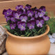 Outsidepride Admiration Viola Pansy Seeds for Planting - 2000 Pcs. Perennial, Cold-Hardy & Pollinator Friendly Flowers with Fragrant Blooms for Garden Beds, Borders & Container Displays