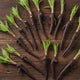 15 Comfrey Roots Plants Live, Comfrey Rhizomes Root for Planting, Herb Plant Garden, High Yields