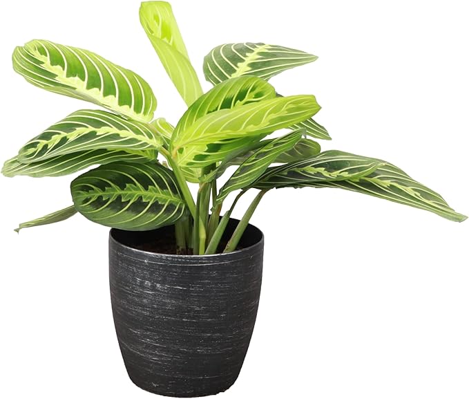 Thorsen's Greenhouse Lemon Lime Prayer Plant, Live Indoor Plant, Pet Friendly, Attractive Houseplant, Lemon Maranta, Easy to Grow, 4" Diameter Pot (Brushed Silver)