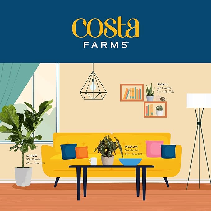 Costa Farms Philodendron Live Plant, Grower's Choice Indoor House Plant, Easy to Grow Vining Houseplant in Decorative Plant Pot, Climbing Trellis, Living Room Home or Office Decor, Birthday Gift