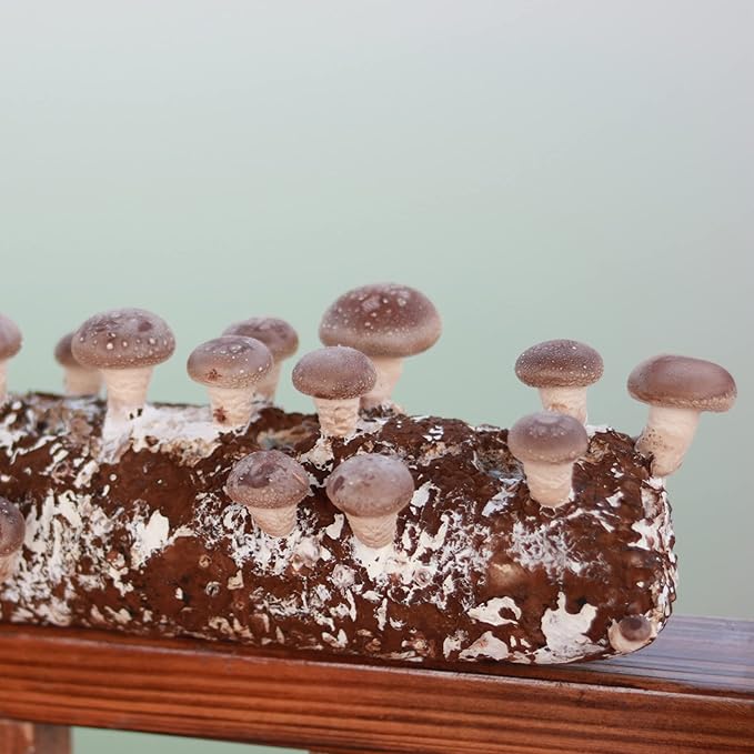 Back to the Roots Organic Shiitake Mushroom Kit; Great Gift; Easy for Beginners, For Indoor Growing (Start Growing Right Away)