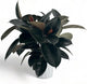 Rubber Tree Live House Plant - Large Indoor Air Purifier Plant - Dark Shiny Petals - Indoor Plants Live Houseplants for Room Decor - Elegant Ficus Burgundy Live House Plants