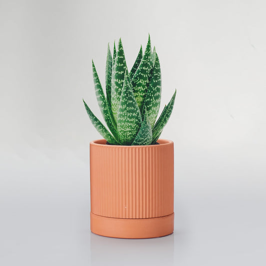 HERDUK Small Modern Terracotta Pots, 4.2 Inch Ribbed Textured Clay Planter Pots with Drainage Hole & Saucer, Garden Pots for Indoor Plants Succulent, Cacti & Fern, Set of 2