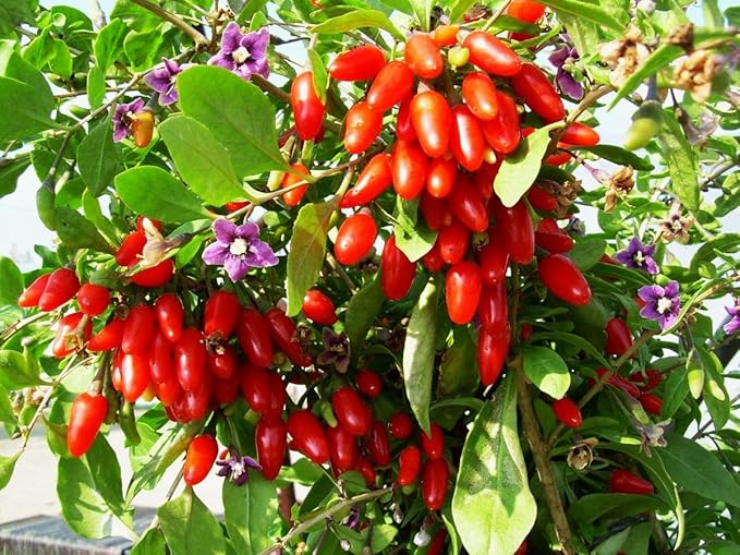 TomorrowSeeds - Goji Berry Tree Seeds - 1200+ Count - for 2026 Planting Lycium Chinense Superfood Wolfberry Asian Wellness Red Flowering Edible Perennial Fruit Trees Perennial Grow Your Own Home Farm