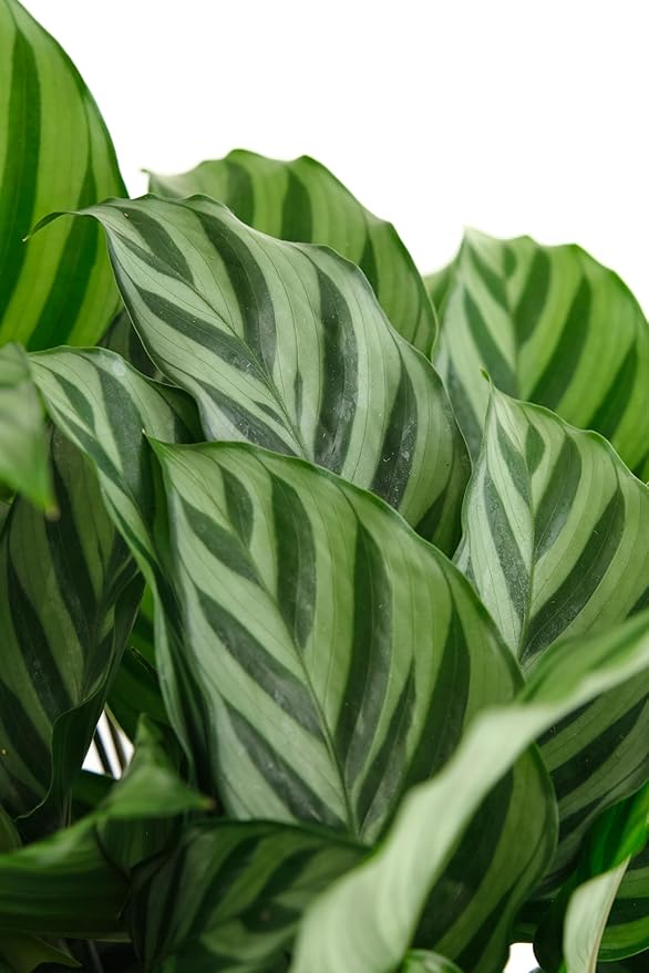 Shop Succulents Calathea Concinna Freddie, Live Indoor Plant, Easy Care Tropical Houseplant in Nursery Pot, Air Purifying Plant in Soil, Housewarming, Trendy Home Décor, 1-2 Feet Tall