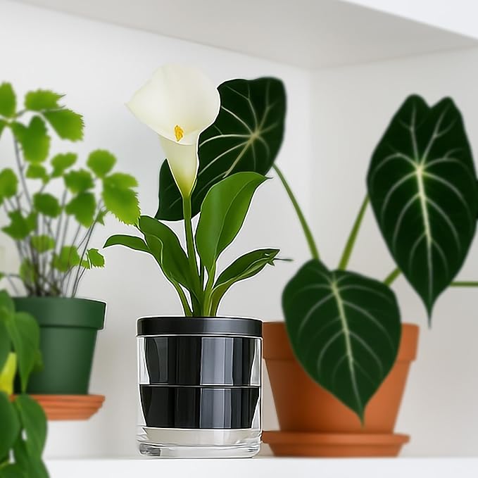 D'vine Dev 4 Inch Design Self Watering Planter for Indoor Plants, Black Terracotta Pot with Cylinder Glass Cup, Set of 3, 37-Z-A-3-T