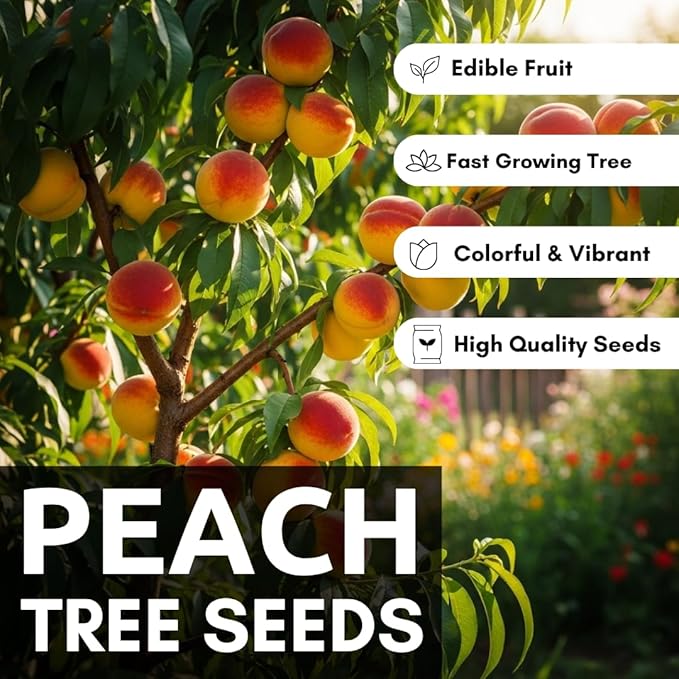 Peach Tree Seeds – Easy to Grow, Hardy, Delicious Fruit, Perfect for Garden Planting, Beginner-Friendly, Fast-Growing, Ideal for Fresh Peaches & Cooking (8 Seeds)
