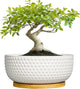 EPFamily Succulent Pots 8 Inch - Ceramic Bonsai Planters for Indoor Plants, Plant Pot with Drainage Hole and Saucer, Shallow Round Flower Planter, Modern Room Decor, Gifts for Plant Lover, White