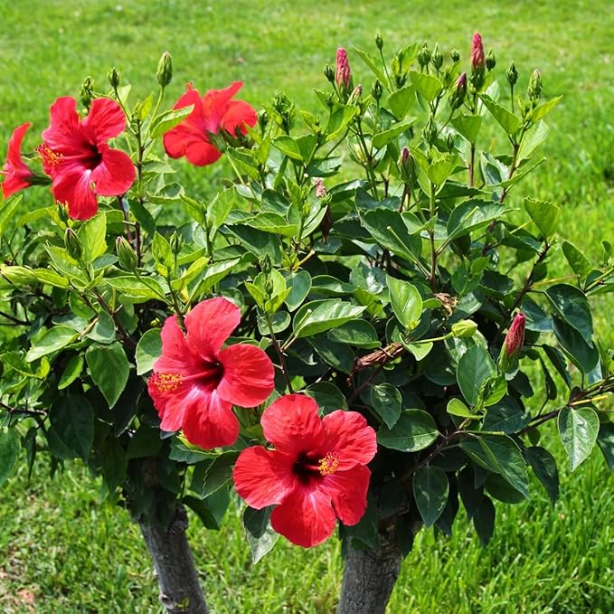 Pink Hibiscus. rosa-sinensis. Live Plant - Tropical Blooming Hibiscus, Pretty Flowers, Used in Tea and Juice (2 Pink Hibiscus sacs)