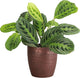 Thorsen's Greenhouse Lemon Lime Prayer Plant, Live Indoor Plant, Pet Friendly, Attractive Houseplant, Lemon Maranta, Natural Air Purifier, Easy to Grow, 4" Diameter Pot (Copper)