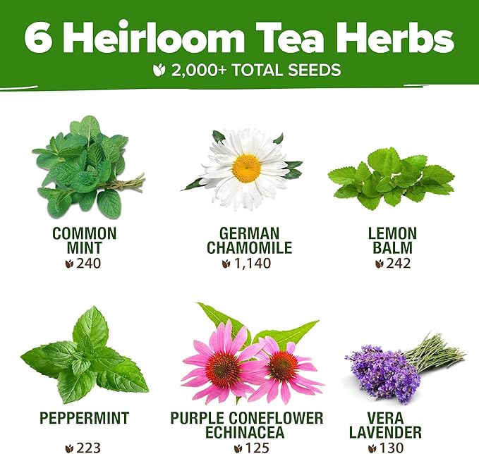 HOME GROWN Medicinal Herb Seeds Vault – 2,000+ Seeds, 6 Non GMO Heirloom Varieties for Indoor & Outdoor Garden – Lavender, Chamomile,Mint,Lemon Balm,Peppermint,Echinacea +Garden Markers