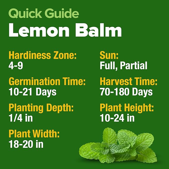 HOME GROWN Non GMO Lemon Balm Seed Pack - 403 Non-GMO USA Heirloom Herbal Tea Seeds - Bulk Lemon Balm Seeds for Planting Gardens Indoors or Outdoors - Herb Seeds (Melissa officinalis)
