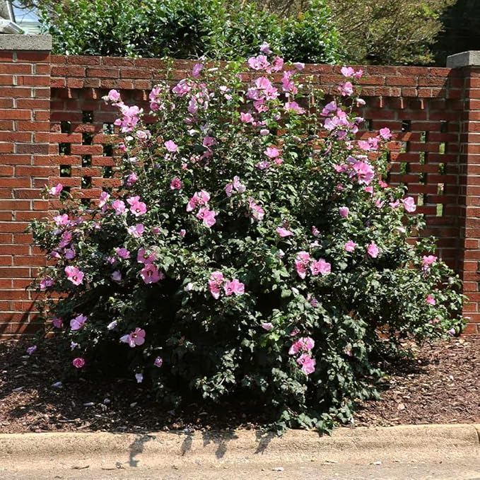 2 Pink Althea Rose of Sharon Plants Live Trees Seedlings, 1 Year Old Bareroots 1-2 Feet Tall, Winter Hardy, Flowering Shrubs for Outdoor Planting, Multicolor on One Plant