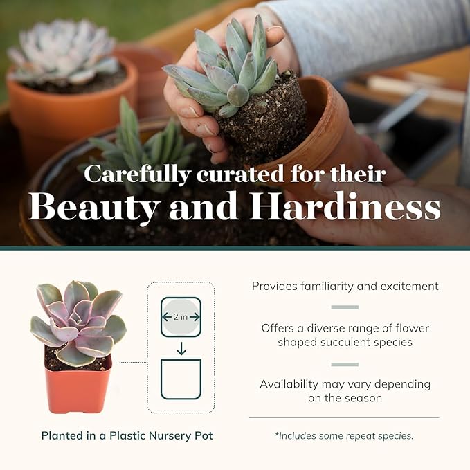 Shop Succulents Echeveria & Rosette Live Succulent Variety Pack – Fully Rooted 2" Potted Plants for Gifts, Favors, DIY Projects, Terrariums, Home Décor, and Garden Arrangements, 4 Pack