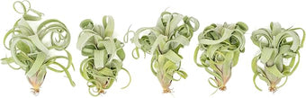 Air Plant Shop 5 Pack Tillandsia Curly Slim (T. Intermedia x T. Streptophylla) Air Plant - Succulents - Live Tillandsia - Easy Care Indoor and Outdoor House Plants
