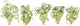 Air Plant Shop 5 Pack Tillandsia Curly Slim (T. Intermedia x T. Streptophylla) Air Plant - Succulents - Live Tillandsia - Easy Care Indoor and Outdoor House Plants