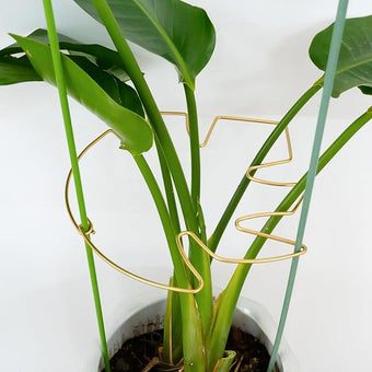 5PCS Monstera Plant Stem Support with Leaf Holders - Innovative Cactus Stake for Indoor Plants - Unique Plant Support Kit for Healthy Growth - Ideal for Gardening Enthusiasts