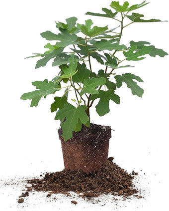 Chicago Hardy 1 Gallon