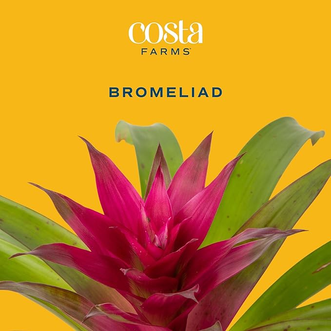 Costa Farms Bromeliad Live Plant | Blooming Flowers, 20-Inches Tall | Live Indoor Houseplant in Garden Flower Pot | Color Varies | Housewarming Gift | Home, Office and Room Decor