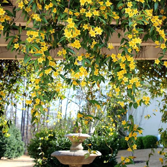 Carolina Jasmine Plant, Live Evergreen Vine, Fragrant Yellow Blooms, Fast Growing Climber for Trellis, Fences, or Arbors - Gelsemium sempervirens - 2 Bags