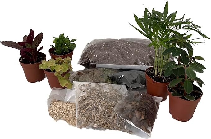 Hirt's Terrarium Kit with 5 Terrarium Plants in 2" Pots