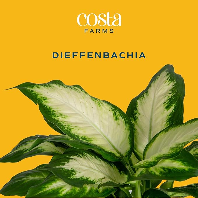 Costa Farms Dieffenbachia, Dumb Cane Live Plant in Decorative Pot, Easy to Maintain Indoor Houseplant, Perfect for Home, Room, or Office Decor, Great House Warming or Birthday Gift, 12-18 Inches Tall